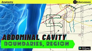 Abdominal Cavity  Boundaries 9 Regions 4 Quadrants 4 Plane  EduLesson Abdomen Anatomy Notes [upl. by Atterehs803]