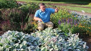 Lambs ear Stachys byzantina  Plant Identification [upl. by Bromley]