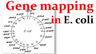 Gene mapping in Ecoli [upl. by Oecile]