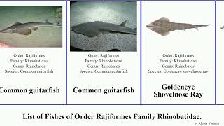 List of Fishes of Order Rajiformes Family Rhinobatidae guitarfish pseudobatos lentiginosus Common [upl. by Enalahs]