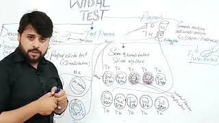 Widal Test  Widal Test Procedure  Widal Test Qualitative and Quantitative [upl. by Atsyrc944]