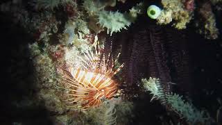 20190506 Indonesia  Gili Meno slope  Night dive Tonna pennata Hermit crabs [upl. by Ivens]