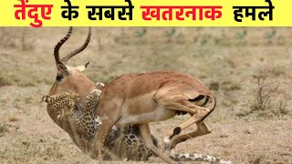 तेंदुए के सबसे खतरनाक हमले  Most Dangerous Leopard Attacks [upl. by Novihs]