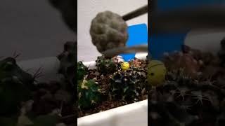 TEPHROCACTUS GE0METRICUSGYMNOCALYCIUMSUCCULENTSVIDEOSHIRTDVIRAL [upl. by Pinckney]