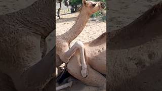 2 Camels daily routine in winter season camel by thar enjoy short viralvideoviralvideo [upl. by Nasia]