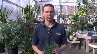 Caring for a Schefflera Plant [upl. by Kernan]