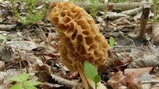 How To Grow Morel Mushrooms [upl. by Eam272]