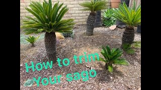 Cycas Revoluta Sago Palm HOW TO TRIM A SAGO PALM [upl. by Ylas888]