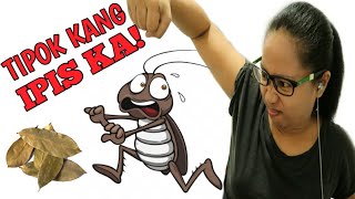 🔸️Dahon ng Laurel Mabisang Pamatay ng Ipis sa Bahay  Bay Leaves for Cockroaches [upl. by Ailerua]