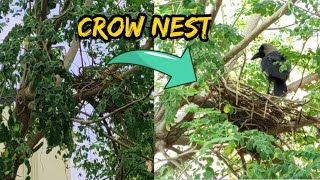 Watch how crow making the nest [upl. by Afatsom420]