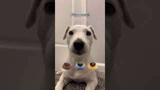 Pick a nose dont cheat dog puppy petloverscommunity doglife pets lovablepets yourdogpetlove [upl. by Etnoval]