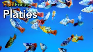 Fish Focus  Platies [upl. by Ysiad]