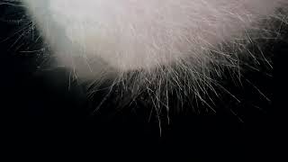 Mycelium Time lapse [upl. by Adle]