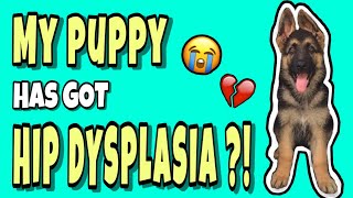 Hip Dysplasia Dog  Whats Wrong With My Puppy [upl. by Haldes]