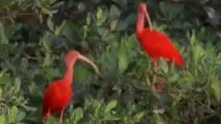 Trinidad amp the Scarlet Ibis  Wild Caribbean  BBC Studios [upl. by Ipoillak]