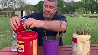 Potting ELDERBERRY CUTTINGS [upl. by Leong127]