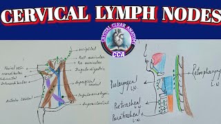 CERVICAL LYMPH NODES । Anatomy of cervical lymph nodes। Virchows Lymph node [upl. by Carney]