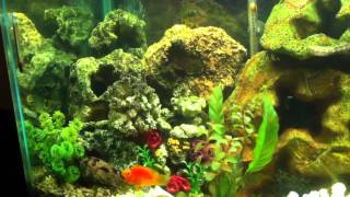 Saltwater amp Freshwater Fish Living Together [upl. by Samp]