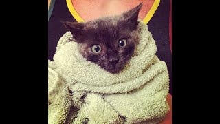 How to make kitten burrito [upl. by Patrica]