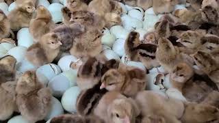 Cream Legbar Baby Chicks Hatching Out at Cackle Hatchery [upl. by Amuh216]