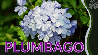 PLUMBAGO Growing and Caring for Tips Plumbago auriculata [upl. by Ijat]