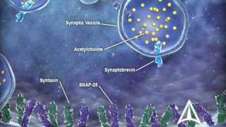 US WorldMeds  Mechanism of Action [upl. by Roxy]