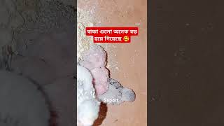 মাশআল্লাহ 🥰বাজরিগারপাখিসখেরanimallove birdsloveryoutubeshortsyoutubevideo ytstudioforyou [upl. by Doownyl]