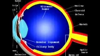 What is an ERG electroretinogram [upl. by Harrad927]