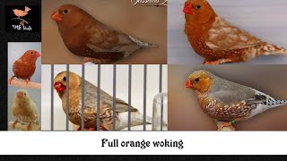 Full orange working detail [upl. by Rooney]