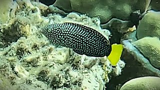 Yellow Tail Tamarin Wrasse JuvFemale Anampses meleagrides Spotted Wrasse 4K [upl. by Royall]