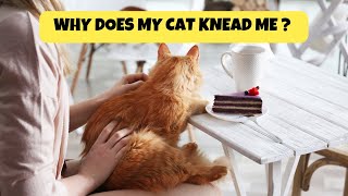 Why Does My Cat Knead Me  Cats Knowhow [upl. by Mae]