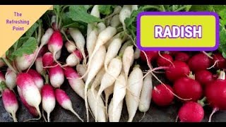 Radish the Overlooked Vegetable with Many Surprising Benefits  Recipes Using Radishes [upl. by Yrrak941]