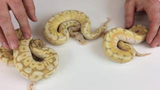 Ball Pythons for Beginners [upl. by Artinahs]