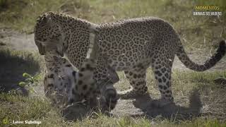 Leopardo Briga Com 50 Babuínos O Que Acontece A Seguir  Animais Selvagens [upl. by Nuahsor]