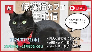 【保護猫カフェ生配信】新入り子猫の紹介をしつつ、歯磨きおやつを食べるか検証してみる。：2024年7月31日 [upl. by Notnelc203]