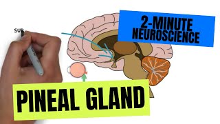 2Minute Neuroscience Pineal Gland [upl. by Inele516]