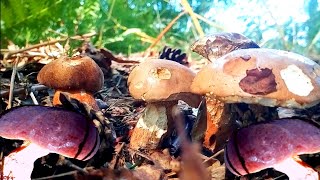 GRZYBY 2021730 W😮J MUSHROOMS LAS NAM DAŁ GRZYBOBRANIE [upl. by Oemor]