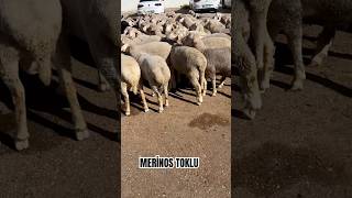 MERİNOS KOYUNU 🐑 [upl. by Gnauq]