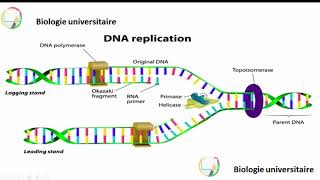 هآآآآم جدا L’intervention de lADN polymérase III [upl. by Oirevlis]