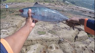 Hi my friends coledale Wollongong I catch Boni 13 fish good fun [upl. by Ytsirk]