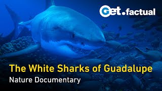 The great white Sharks of Guadalupe  Full Documentary [upl. by Destinee]