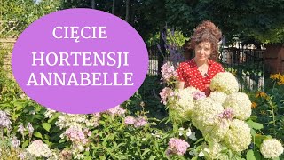 Jak przygotować hortensję ANNABELLE do zimy Kiedy przycinać hortensje bukietowe i Anabelle [upl. by Rezeile856]