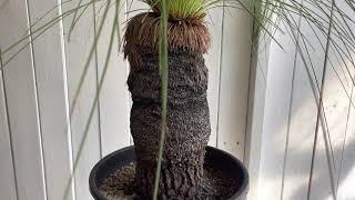 Xanthorrhoea jonsonii キサントロエア ジョンソニー（ブラックボーイ） [upl. by Skell484]