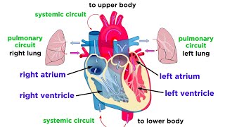 The Circulatory System Part 1 The Heart [upl. by Lia444]