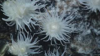 Hydrothermal vent fields 1080p [upl. by Ranitta721]