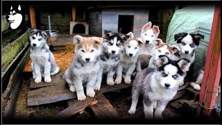 Preparing Food  Siberian Husky Eating 10 Weeks Old2018 [upl. by Kalman]