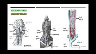 head and neck venography anatomy [upl. by Gurney]