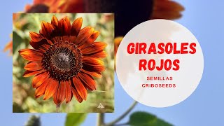 Girasoles Rojos Criboseeds [upl. by Lennon549]