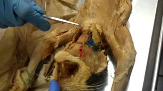 Cat dissection of neck muscles anatomy [upl. by Nisa]