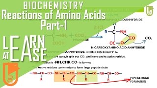 Biochemistry Reactions of amino acids Part1 [upl. by Ethelinda248]